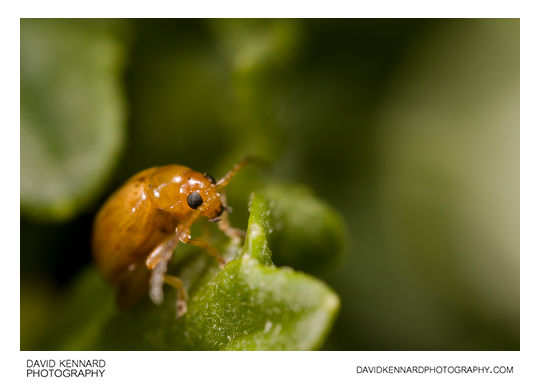 Tansy Ragwort Flea Beetle (Longitarsus jacobaeae)