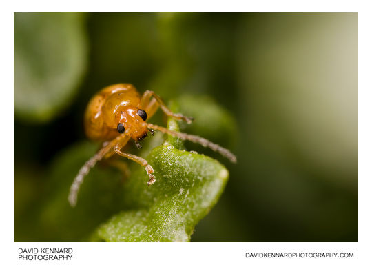 Tansy Ragwort Flea Beetle (Longitarsus jacobaeae)