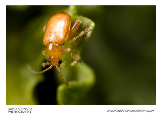 Tansy Ragwort Flea Beetle (Longitarsus jacobaeae)