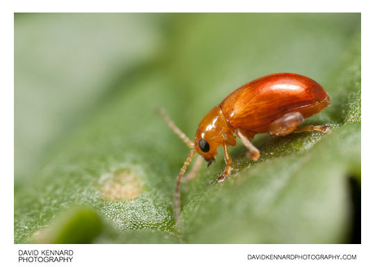 Tansy Ragwort Flea Beetle (Longitarsus jacobaeae)