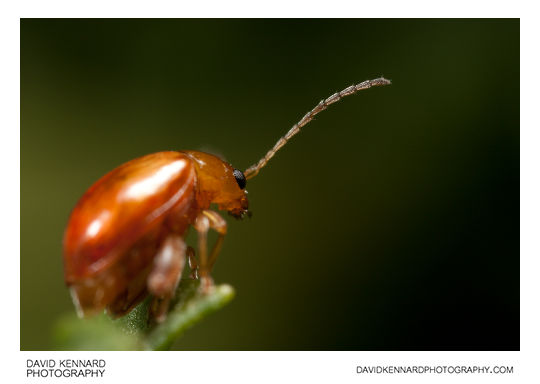 Tansy Ragwort Flea Beetle (Longitarsus jacobaeae)