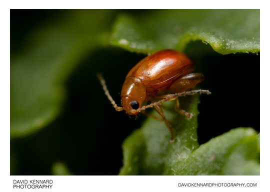 Tansy Ragwort Flea Beetle (Longitarsus jacobaeae)