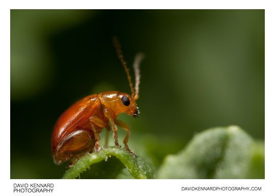 Tansy Ragwort Flea Beetle (Longitarsus jacobaeae)