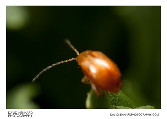 Tansy Ragwort Flea Beetle (Longitarsus jacobaeae)