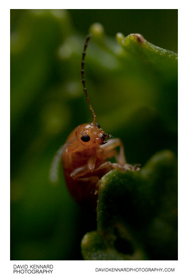 Tansy Ragwort Flea Beetle (Longitarsus jacobaeae)