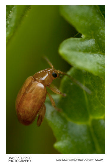 Tansy Ragwort Flea Beetle (Longitarsus jacobaeae)