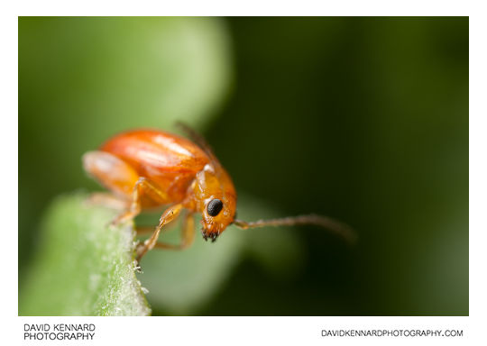 Tansy Ragwort Flea Beetle (Longitarsus jacobaeae)