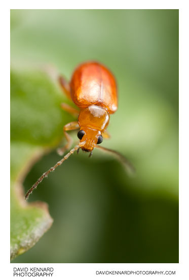 Tansy Ragwort Flea Beetle (Longitarsus jacobaeae)