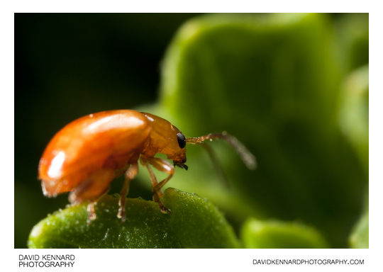 Tansy Ragwort Flea Beetle (Longitarsus jacobaeae)
