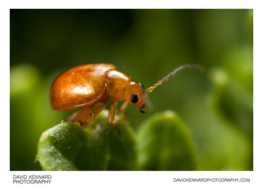 Tansy Ragwort Flea Beetle (Longitarsus jacobaeae)