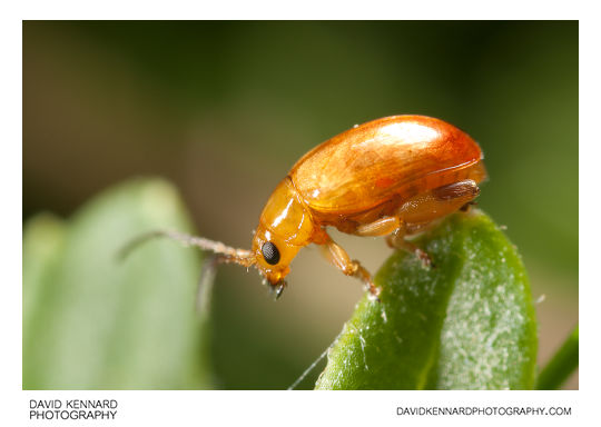 Tansy Ragwort Flea Beetle (Longitarsus jacobaeae)