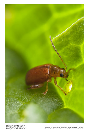 Tansy Ragwort Flea Beetle (Longitarsus jacobaeae)