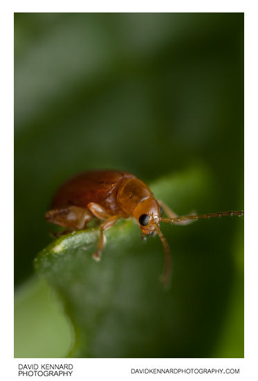 Tansy Ragwort Flea Beetle (Longitarsus jacobaeae)