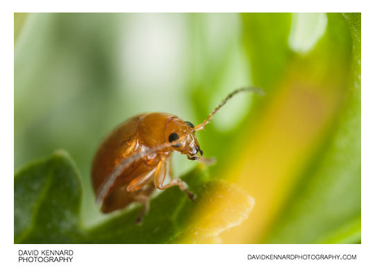 Tansy Ragwort Flea Beetle (Longitarsus jacobaeae)