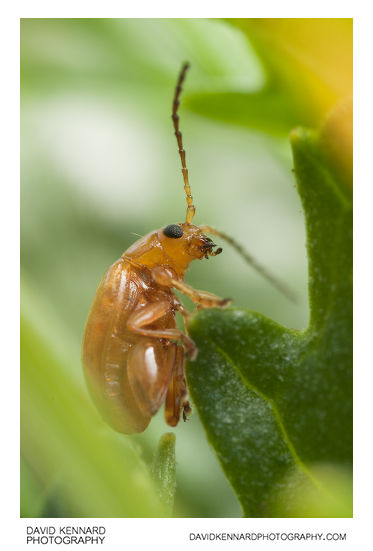 Tansy Ragwort Flea Beetle (Longitarsus jacobaeae)