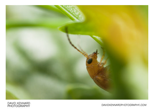 Tansy Ragwort Flea Beetle (Longitarsus jacobaeae)