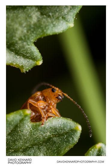 Tansy Ragwort Flea Beetle (Longitarsus jacobaeae)