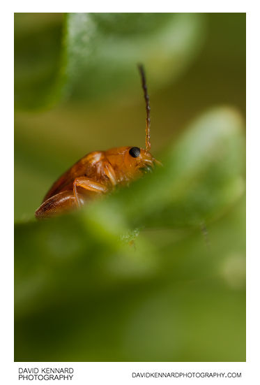 Tansy Ragwort Flea Beetle (Longitarsus jacobaeae)