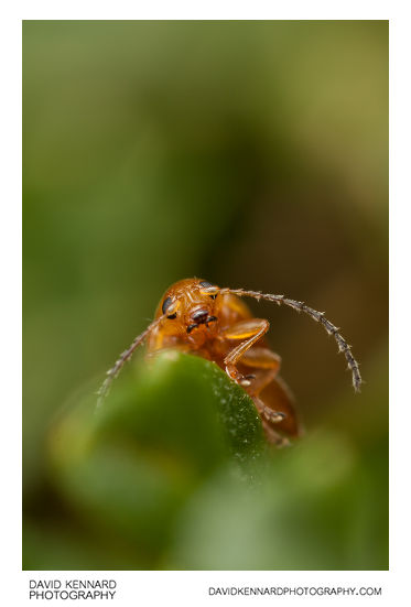 Tansy Ragwort Flea Beetle (Longitarsus jacobaeae)