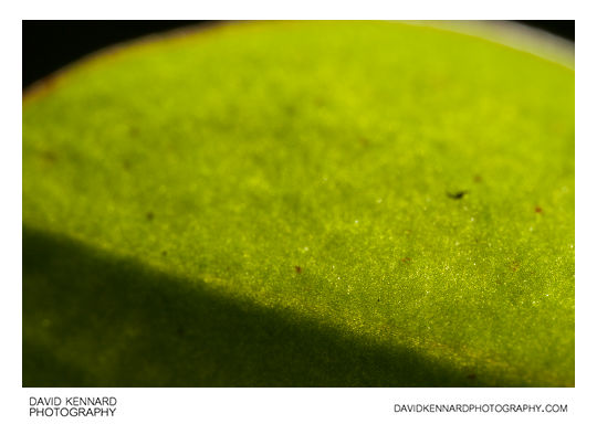 Green leaf abstract