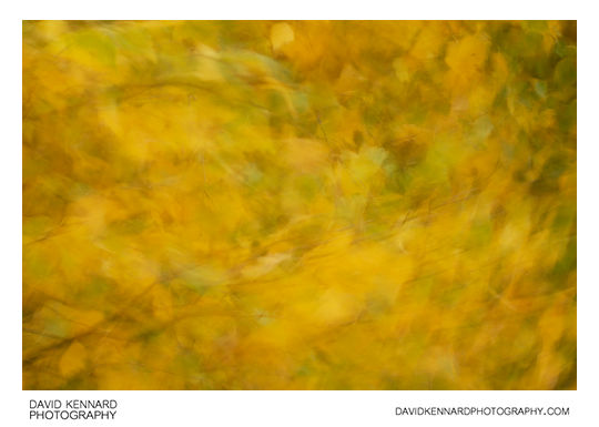 Blurred leaves abstract