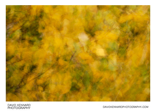 Blurred leaves abstract