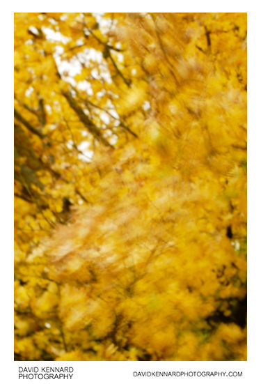 Blurred leaves abstract