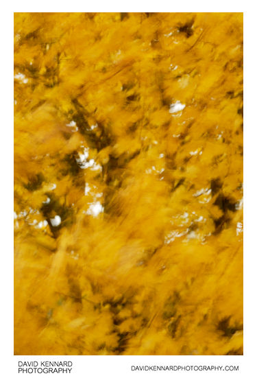 Blurred leaves abstract