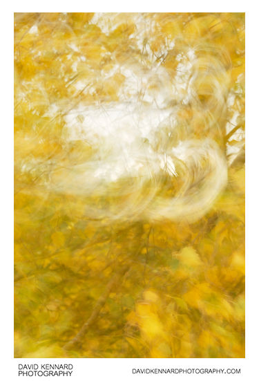 Blurred leaves abstract