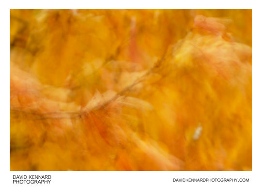 Blurred leaves abstract