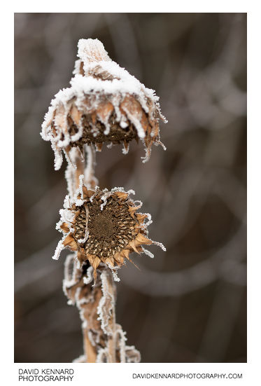 Snowy dead sunflowers
