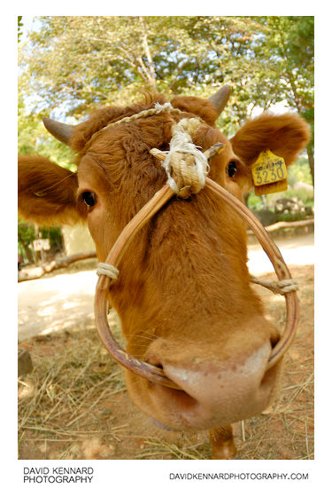 Cow at the Korean Folk Village