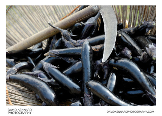 Harvested Korean Eggplants