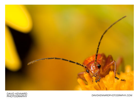 Rhagonycha fulva (Common red soldier beetle)