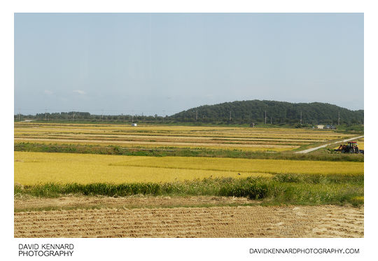 Rice fields, Josan-ri