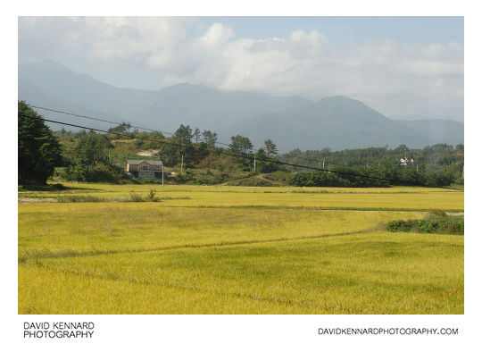 Rice fields, Powol-ri