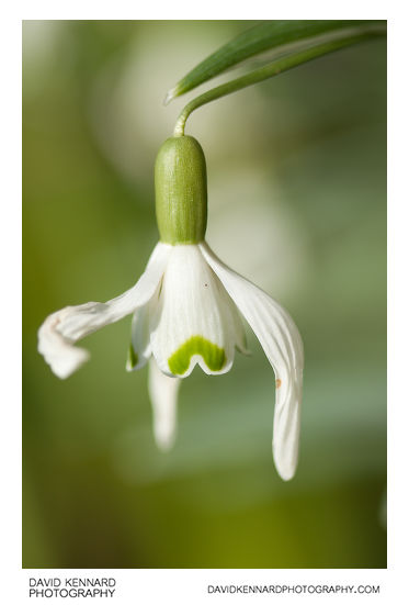 Common Snowdrop (Galanthus nivalis)