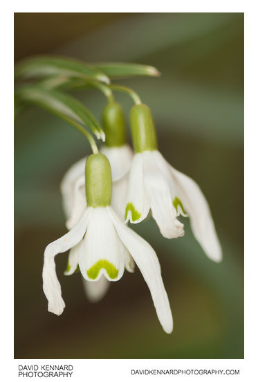 Common Snowdrop (Galanthus nivalis)