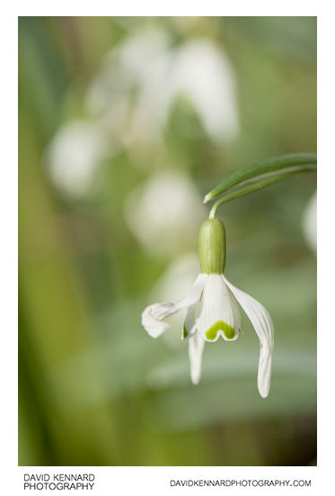 Common Snowdrop (Galanthus nivalis)