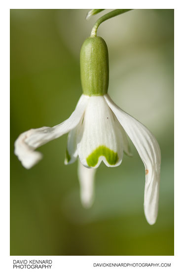Common Snowdrop (Galanthus nivalis)