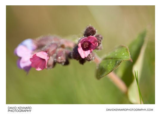 Pulmonaria opal flowers