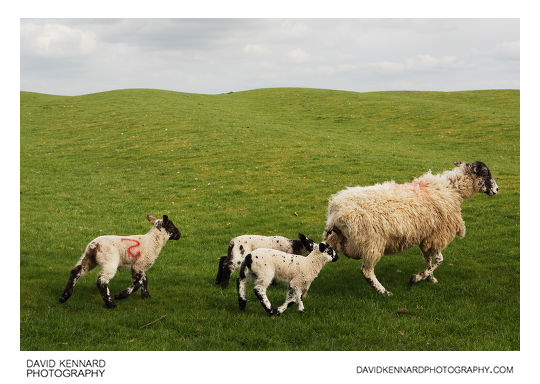 Running Ewe and Lambs
