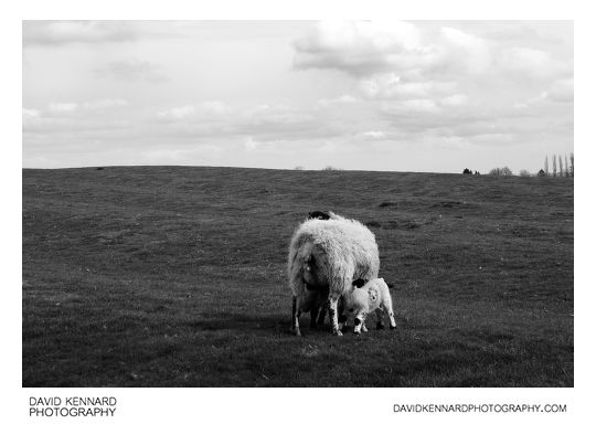 Ewe and suckling lambs in ridge and furrow field