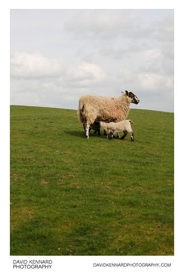Ewe and suckling lambs