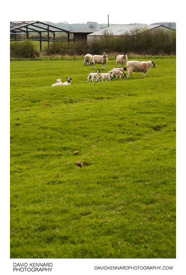 Sheep and lambs in ridge and furrow field, Clipston