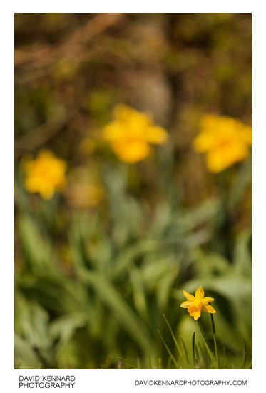 Small and large daffodil cultivars