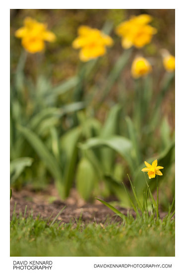 Small and large daffodil cultivars