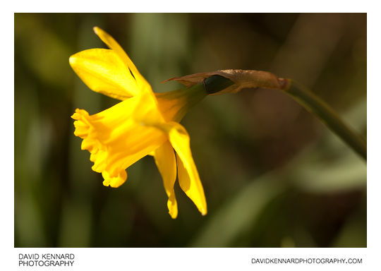 Daffodil (Narcissus) flower