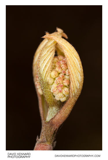 Cornus alba 'Elegantissima' leaf and flower bud