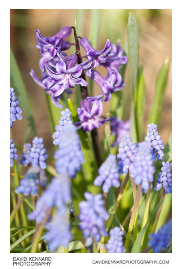 Common Hyacinth (Hyacinthus orientalis) and Grape Hyacinth (Muscari sp.)